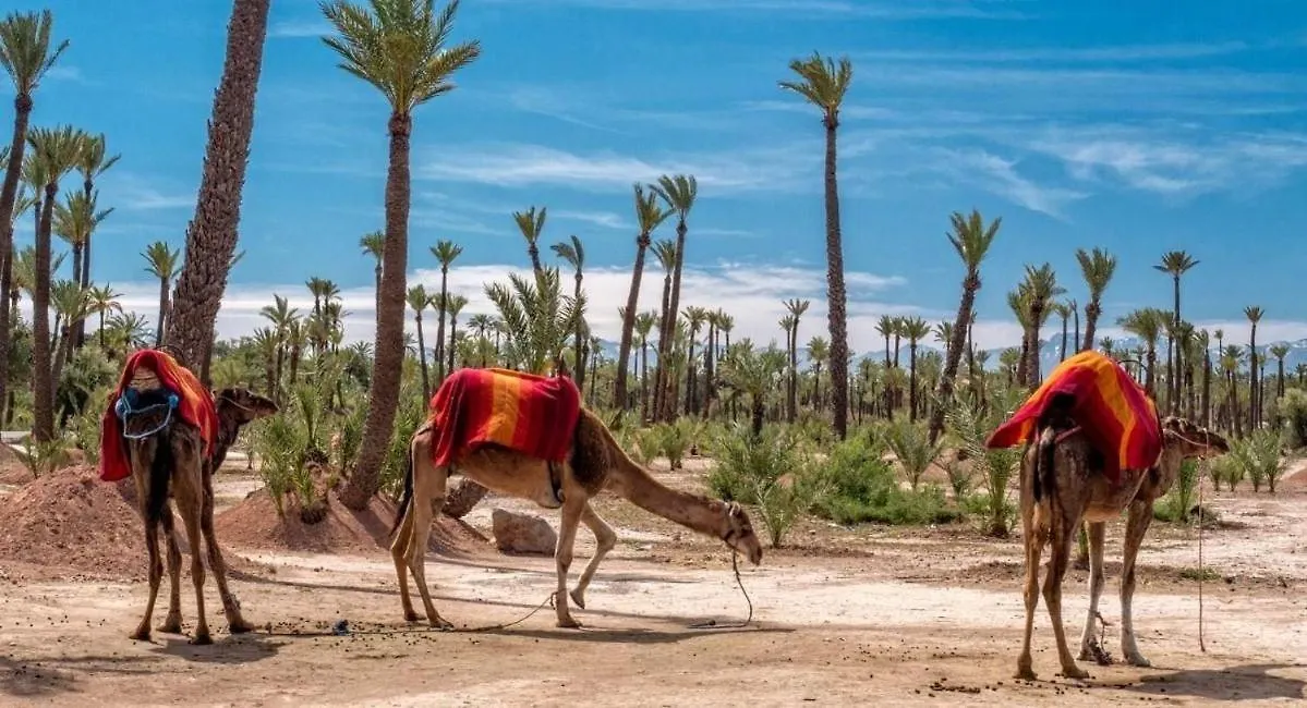 Le Joyau De Majorelle - Marrakech Marrákes